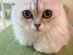 -猫和宫(六道口店)