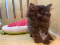 -momokira米努特·德文卷毛猫·棉花面纱犬
