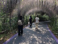 -大塘金香草谷