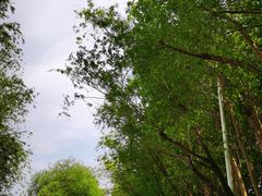 -丁香湖公园