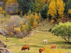-芦芽山旅游度假区