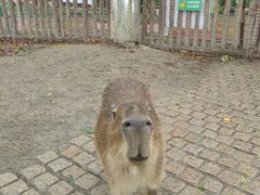 -上海野生动物园老虎餐厅