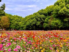 -上海共青森林公园