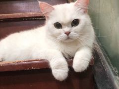 -李小姐の猫咖啡馆(五角场店)