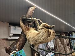 -正佳雨林生态植物园