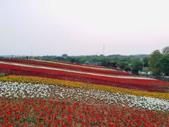 -大塘金香草谷