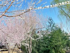 -三里河公园