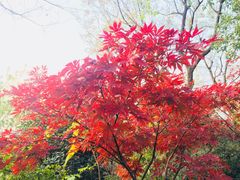 -羊山湖公园