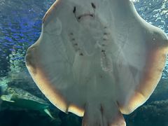 -上海海洋水族馆