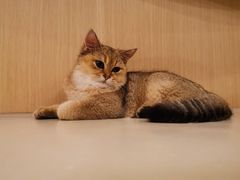 -飞行喵MR PILOT|猫舍·猫咖(静安大融城店)