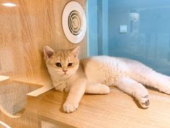 -BABIT巴比特宠物(MOMOPARK店)