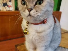 -李小姐の猫咖啡馆(五角场店)
