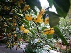 -乐领拈花溪·林涧食韵