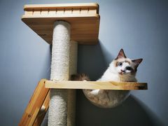 -Bastet sally猫舍购宠(静安店)