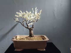 -石家庄市植物园