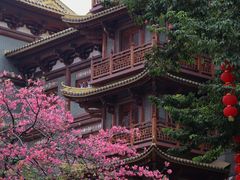 -越秀西湖花市(广州城市广场花卉店)