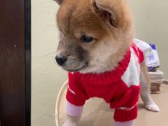 -逗柴咖啡屋·狗咖猫咖宠物桌游
