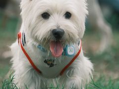 -趣多多宠物公园·宠物训犬学校·宠物寄养