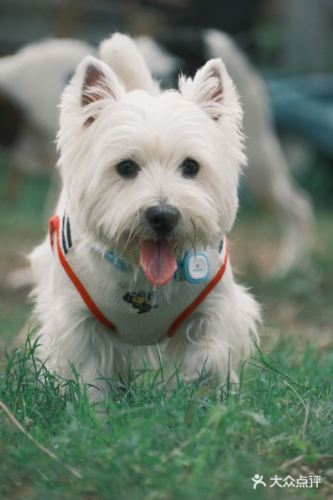 趣多多宠物公园·宠物训犬学校·宠物寄养图片