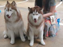 -TrueLove @ Neverland (Husky Cafe)