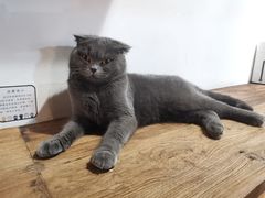 -松果猫咖(桐乡吾悦金街店)