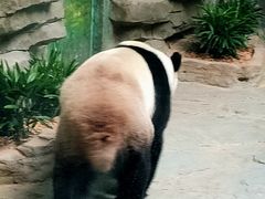 -灵玲国际马戏城
