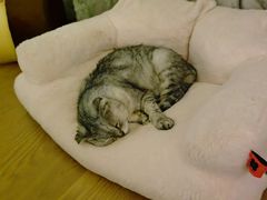 -美联众合爱康动物医院•复杂内科•肿瘤科•牙科•腔镜诊疗中心