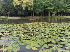 -上海共青森林公园