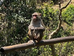 -西双版纳原始森林公园