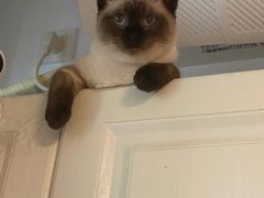 -达爱动物医院·犬猫分区·CT·复杂眼科(远洋山水分院)