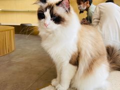 -飞行喵MR PILOT|猫舍·猫咖(静安大融城店)