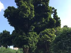 -晓港公园