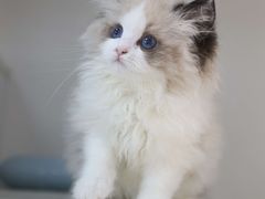 -lincat·猫舍(广州店)