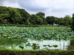 -艾溪湖湿地公园