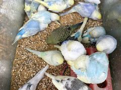 -溪岸路花鸟市场