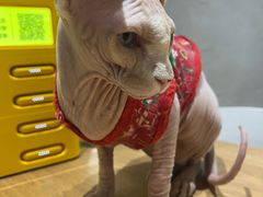 -藏猫猫咖啡主题馆(中央大道店)