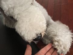 -宠颐生中康贝怡动物医院