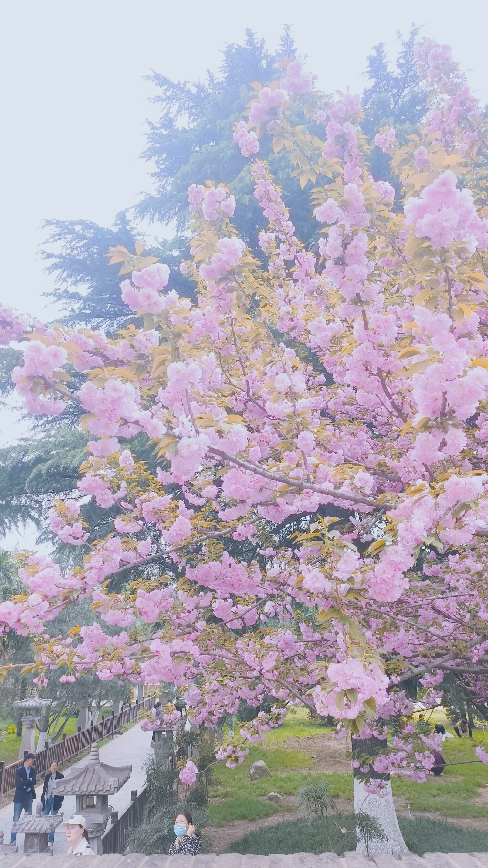 香积寺樱花图片