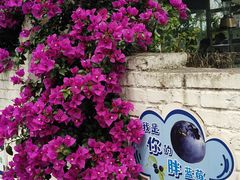 -金谷域澳洲庄园