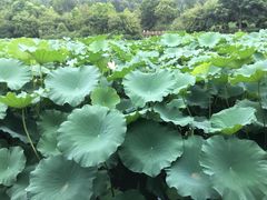 -龙头寺公园
