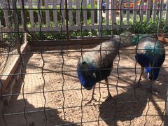 -意大利农场度假村