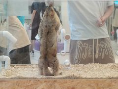 -怪兽屋·羊驼·猫咖·狗咖(俊华广场店)