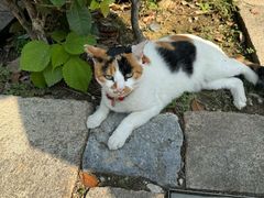 -花木兰·咖啡·茶铺