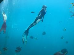 -瑞德姆美人鱼海底演艺主题餐厅(亚龙湾店)