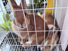 -老姐石板烧烤+铜炭火锅(总店)