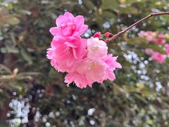 -洛龙公园