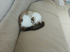-怪兽屋·羊驼·猫咖·狗咖(俊华广场店)