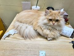 -藏猫猫咖啡主题馆(中央大道店)