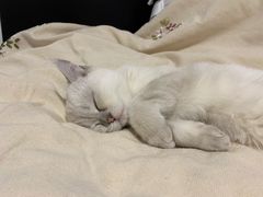-猫大福·Fortune Cat猫舍(百子湾店)