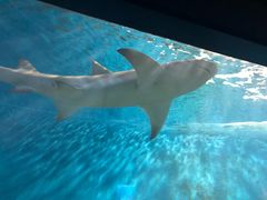 -北戴河圣蓝海洋公园